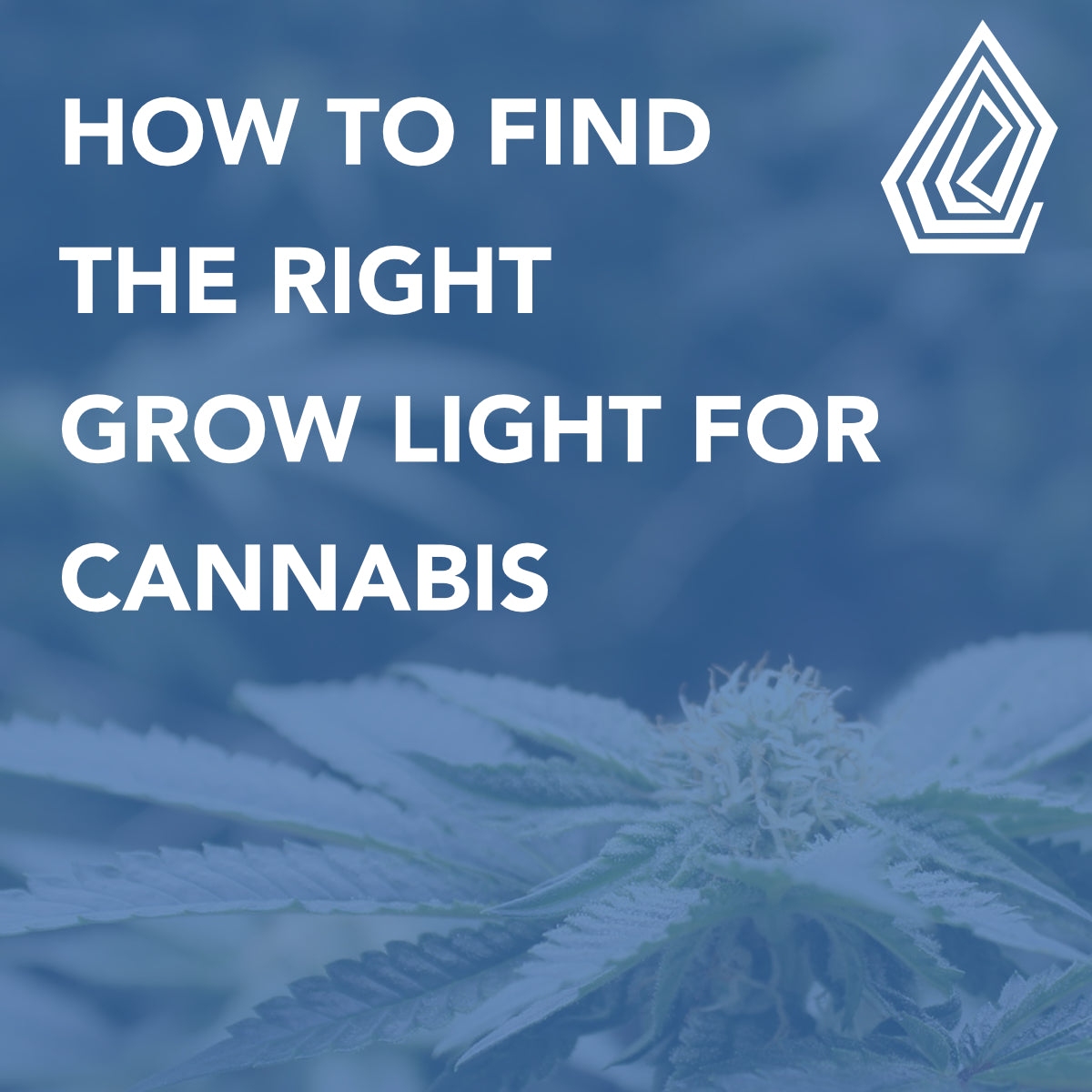 How to Find the Right Grow Light for Cannabis Growth